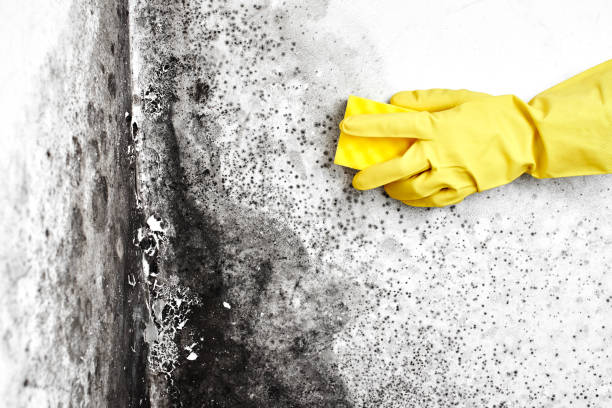 Home Mold Removal in Enterprise, WV