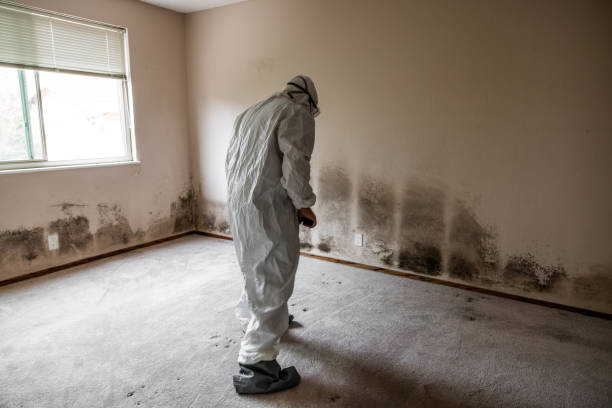 Certified Mold Removal in Enterprise, WV