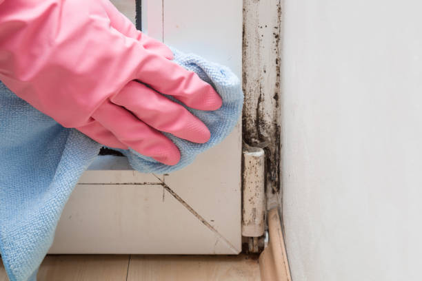 Best Commercial Mold Removal  in Enterprise, WV