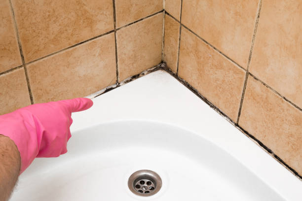 Best Mold Removal Specialists  in Enterprise, WV